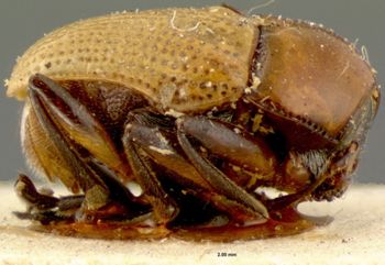 Media type: image; Entomology 20034   Aspect: habitus lateral view